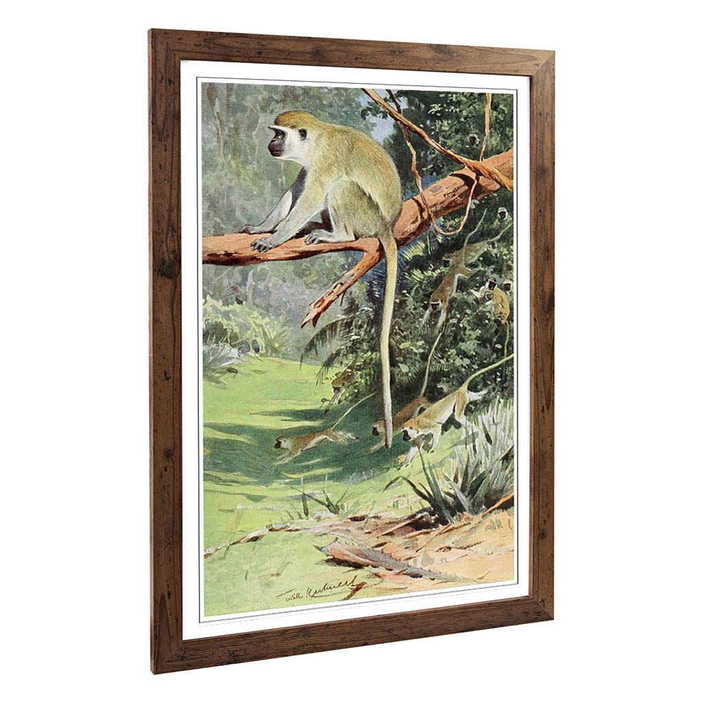 Big Box Art Framed Print of Vintage W Kuhnert Vervet Monkey Design | Wall Art Picture | Home Decor for Kitchen, Living Room, Bedroom, Hallway, Walnut, A2 / 24.5x18 Inch / 62x45cm