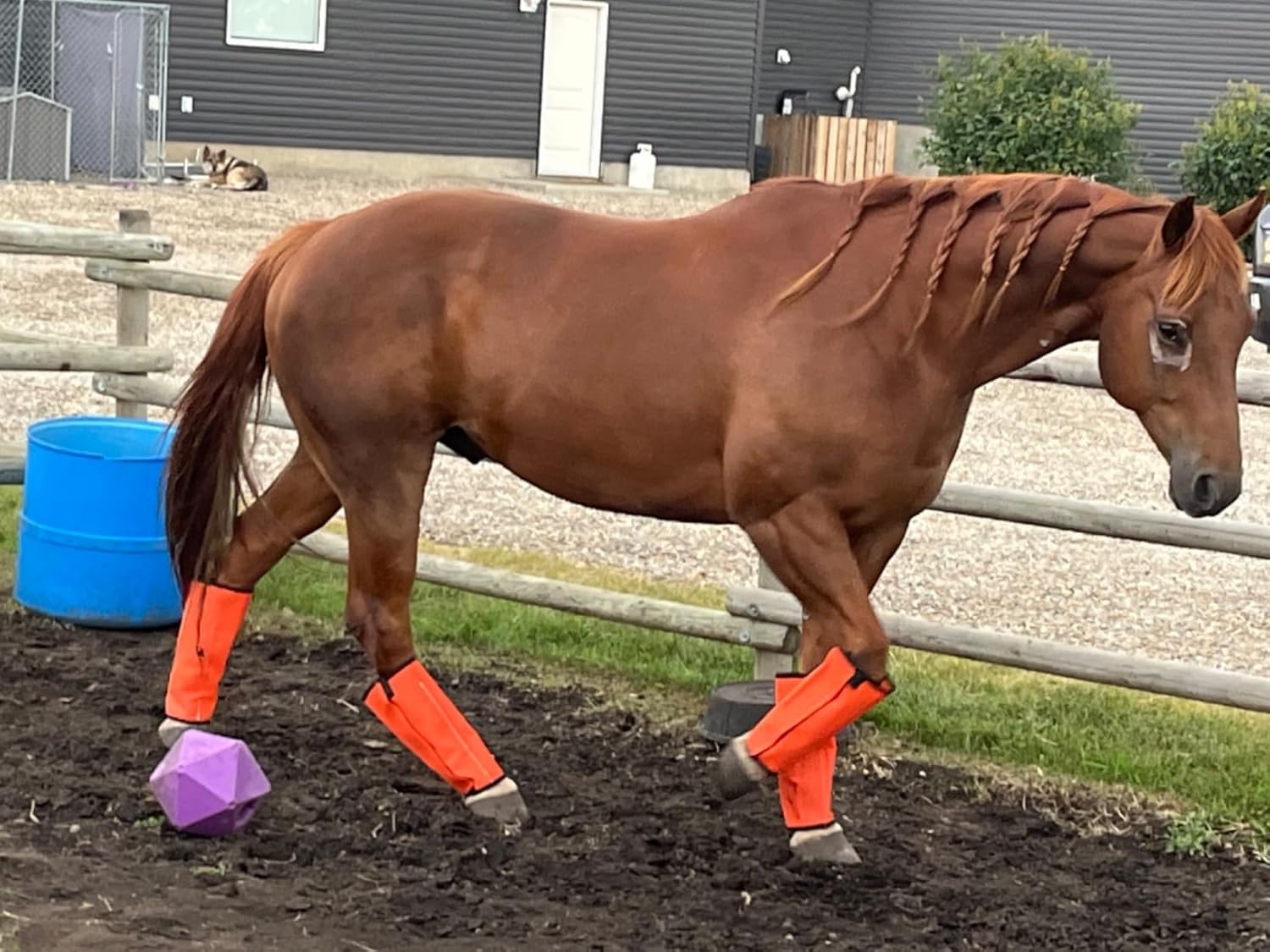 Horse Fly Boots, Horse Leggings Loose Fitting & Non-Slip, Breathable Mesh Fly Boots for Horses Reduce Stomping Horse Supplies