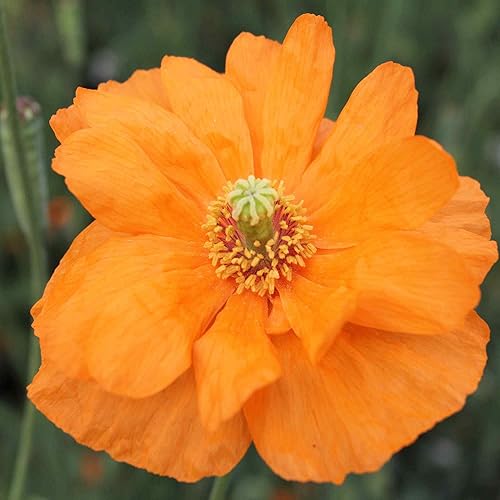 Outsidepride 500 Semillas Perenne Papaver Rupifragum Doble Mandarina Gema Amapola Jardín Semillas de flores