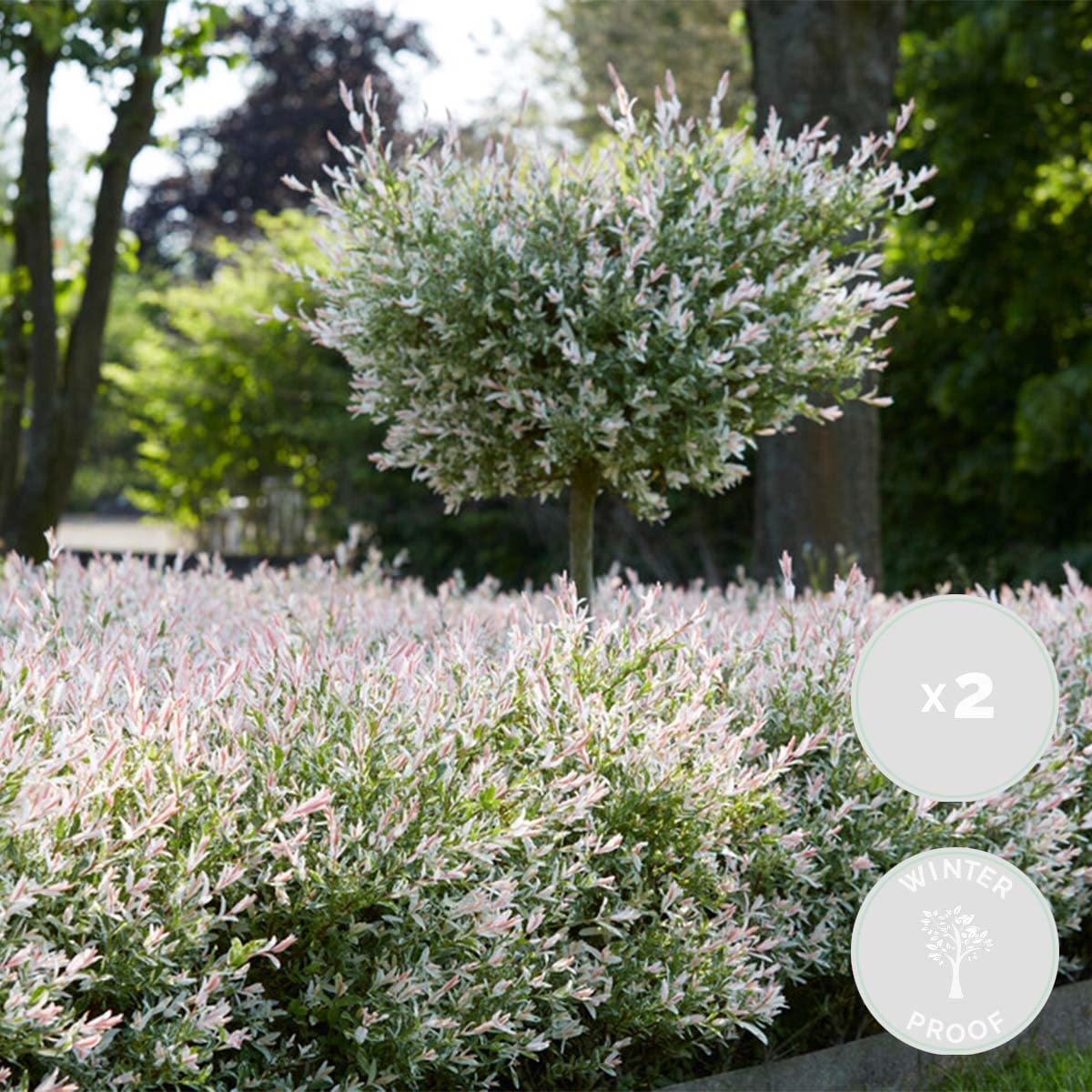 Bloomique - Set di 2 - Salix integra ‘Flamingo’ - Salice variegato - Pianta da giardino - Resistente al freddo - Alta 60-80 cm - Vaso da 17 cm