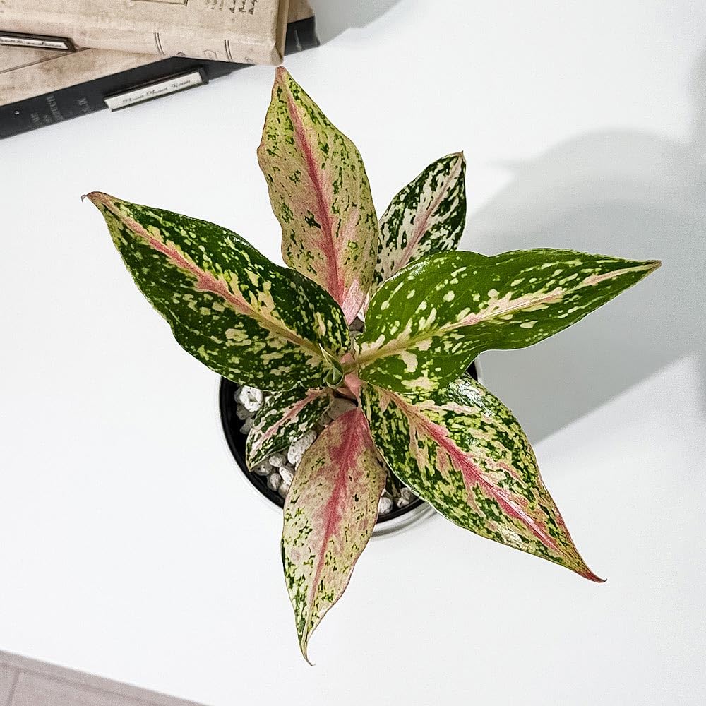 Amazon｜PLANCHU 観葉植物 アグラオネマ ピンクバタフライ 4号鉢