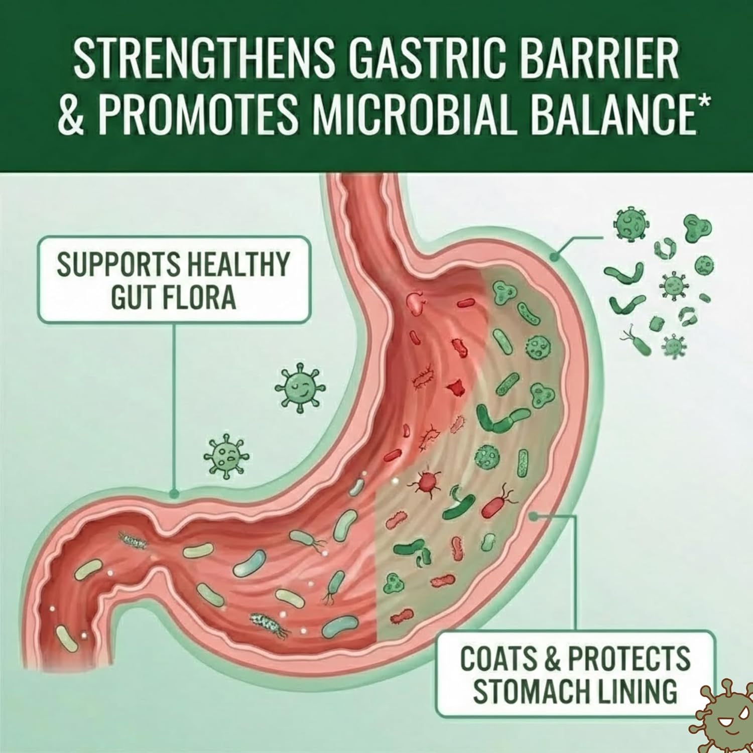 Approved Science Pyloriprin - Advanced Digestive Support for A Healthy Stomach - Zinc L-Carnosine, Probiotic, Broccoli Sprout, Deglycyrrhized Licorice - 60 Capsules - One Month Supply - Vegan - Image 3