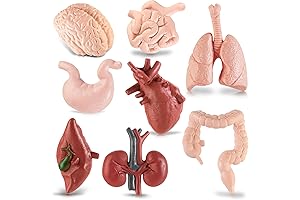 Mini Human Body Model for Ages 4-8