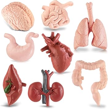 8PCS Mini Human Body Model for Kids
