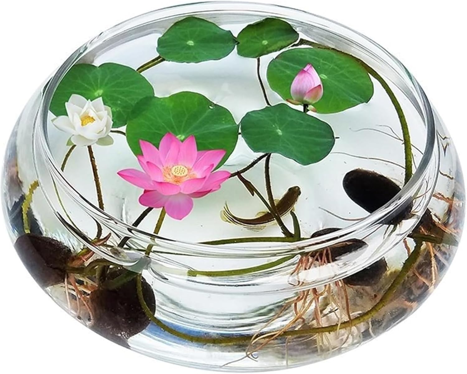 Lotus Bowl Glass Lotus Flower Bowl Lotus Bowls for Planting in Water Indoors, Lotus Pots for Water Plants Applicable to Plants Hydroponic Plant (Medium)