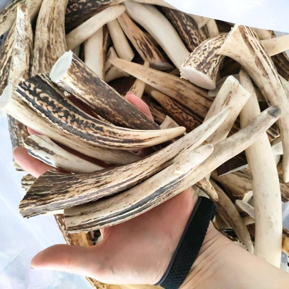 。　鹿の角　16本セット　北海道産　ハンドメイド　アクセサリー 鹿の角 輪切り 10個入り 北海道産 アクセサリー クラフト材