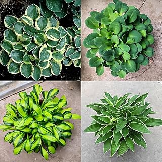 200pcs Mixed Rare Hosta Seeds Planted in Shade Has High Ornamental Value Brings Shocking Feeling Enjoy Planting Fun with Family Friends