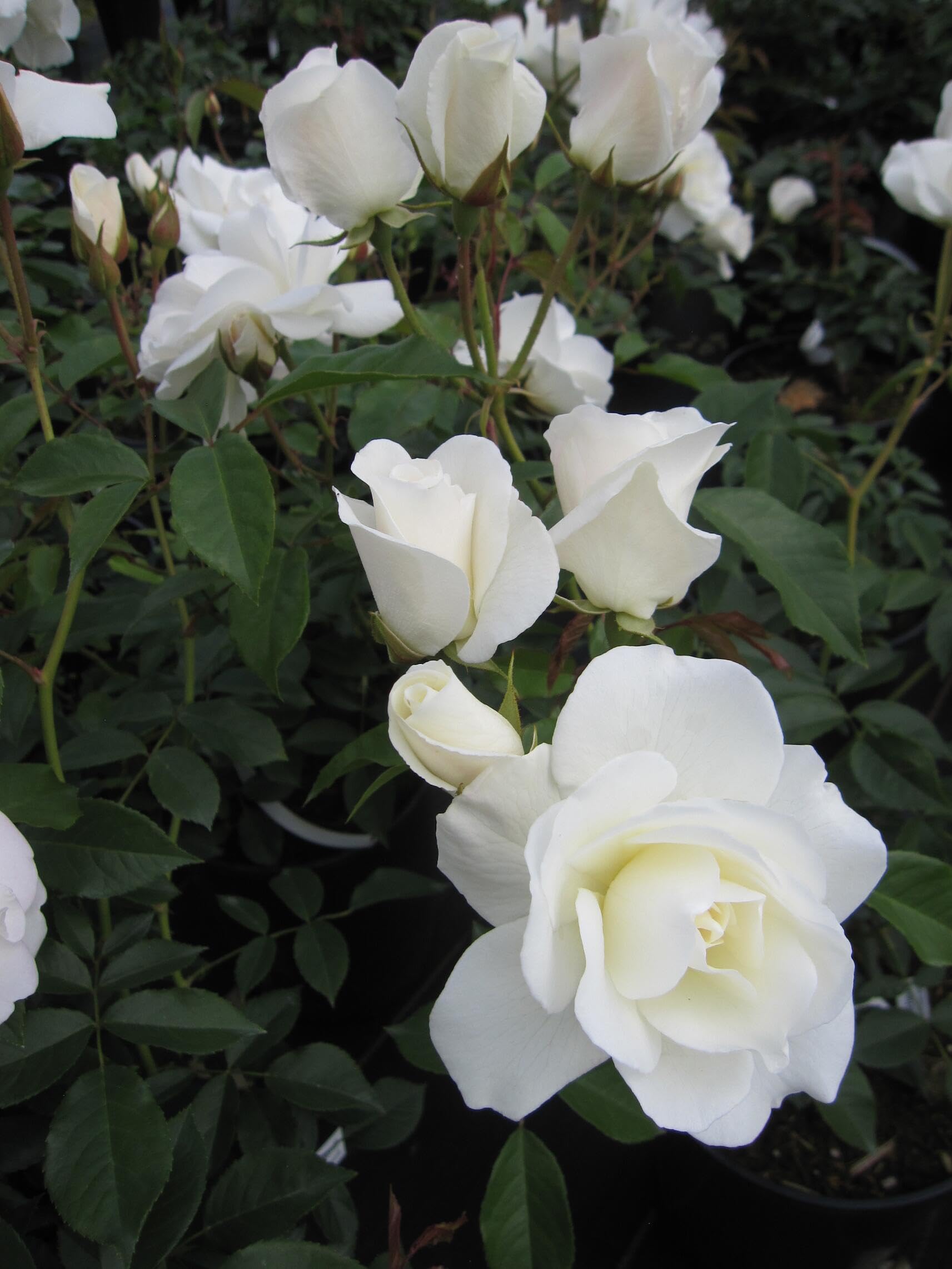 Rosa Schneewittchen® syn. Iceberg und Fée de Neiges - Strauchrose - Kordes Rose