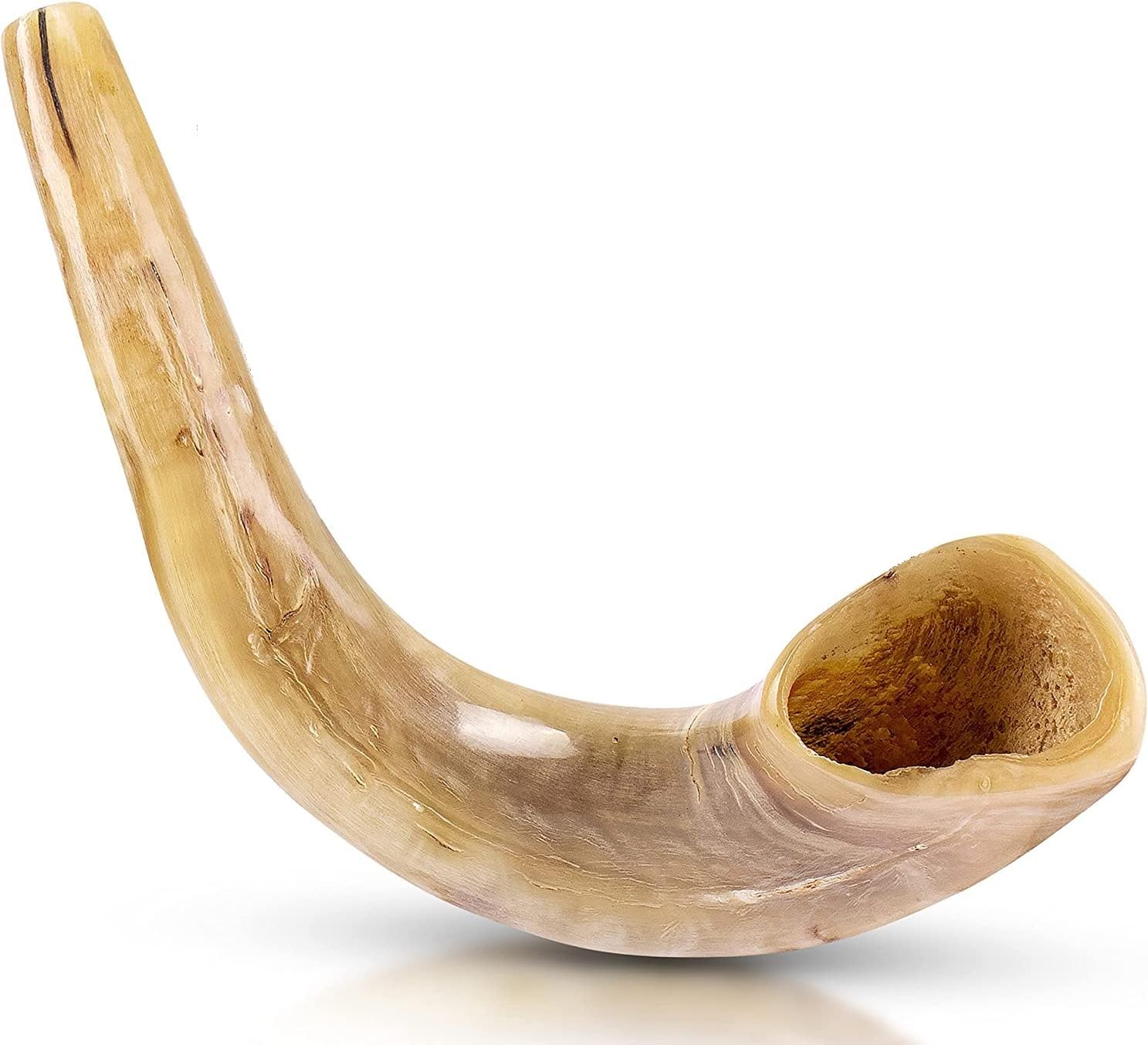 Ram's Horn Shofar Kosher Mini 10" Polished White : Musical Instruments