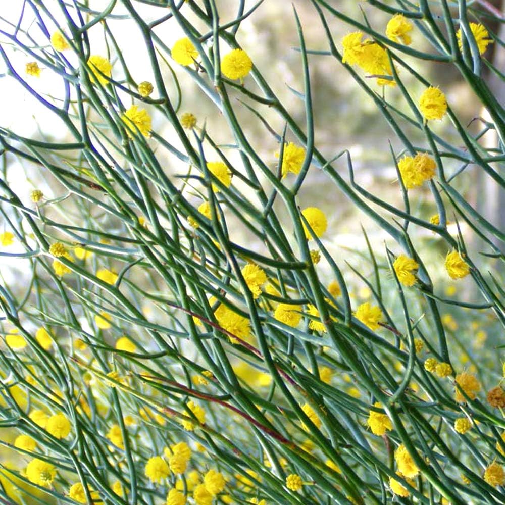 Amazon Co Jp アカシア アフィラ トナカイの角 7号大苗 品種で選べる花木苗 1個売り 学名 Acacia Aphylla 別名 レインディアワトル トナカイの角 マメ科アカシア属 半耐寒性常緑低木 原生地 オーストラリア アカシア アフィラは アカシア