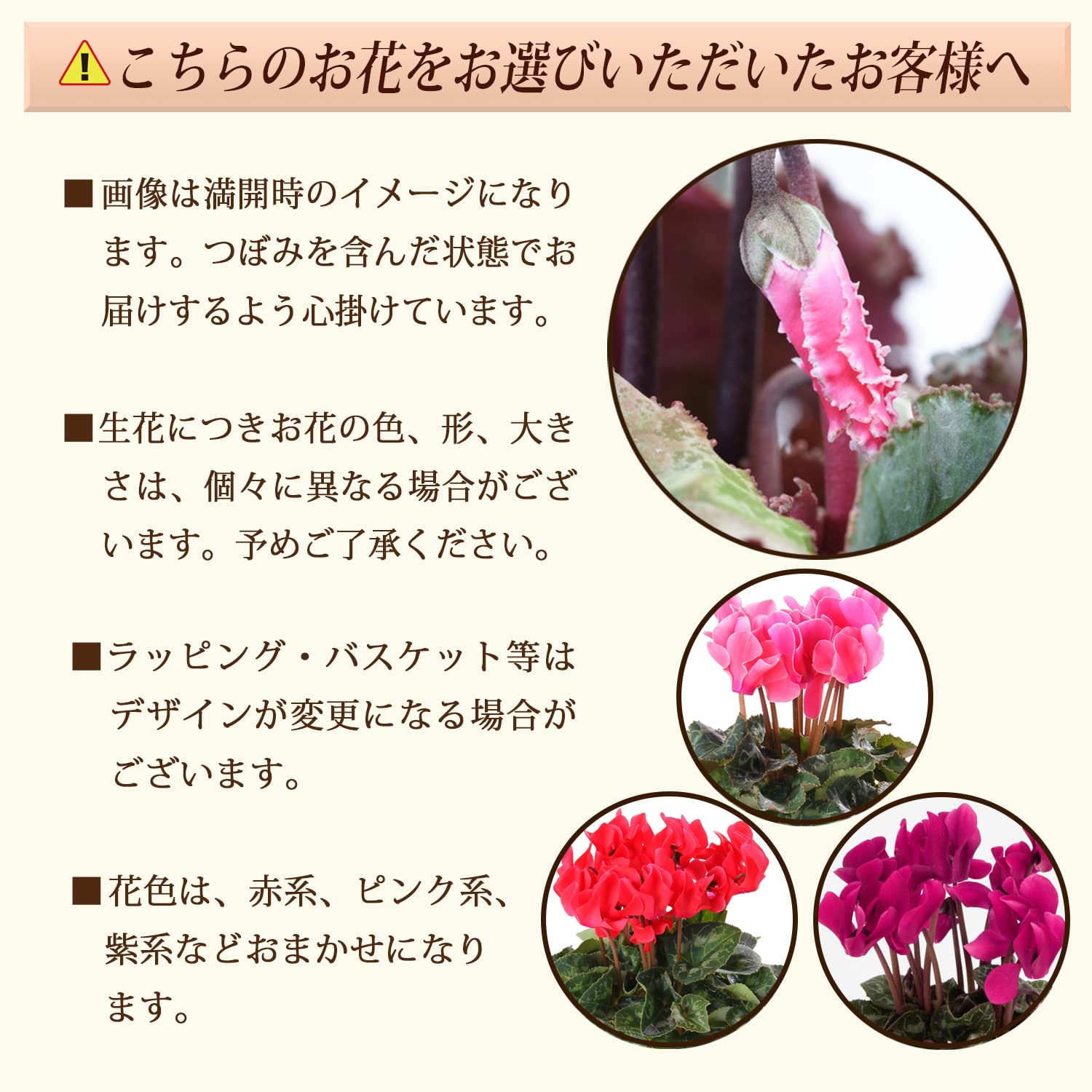 ＊桜＊　サンタクロース(大と小) とシクラメンの鉢植え3色セット 楽天市場】Cyclamenの通販