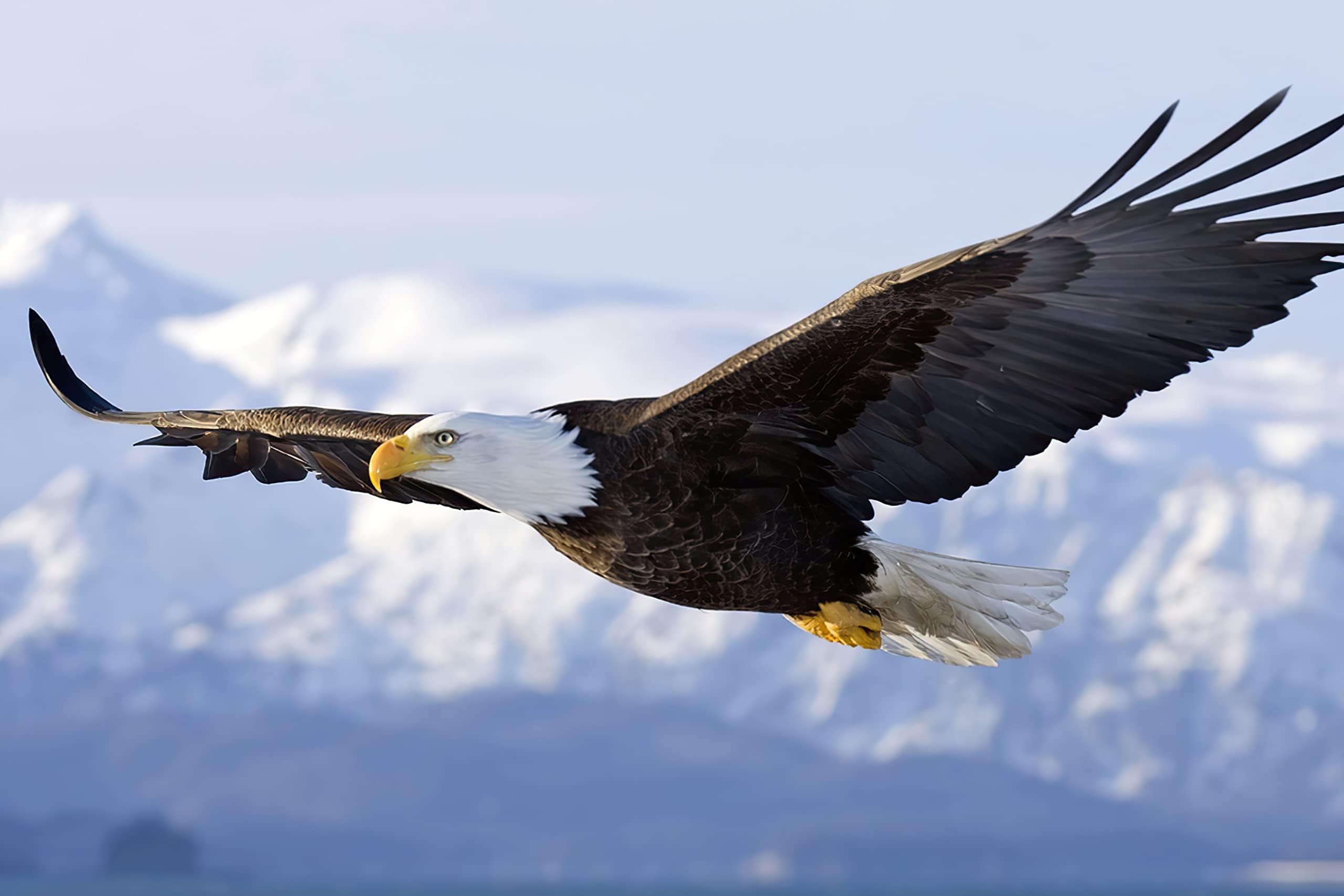 AFLE Bald Eagle Poster,Flying Bird Wildlife,Canvas Wall Art For Living Room Decor Aesthetic Vintage Posters & Prints,College Posters For Guys Cuadros Para Dormitorios,12x18 inches,Unframed