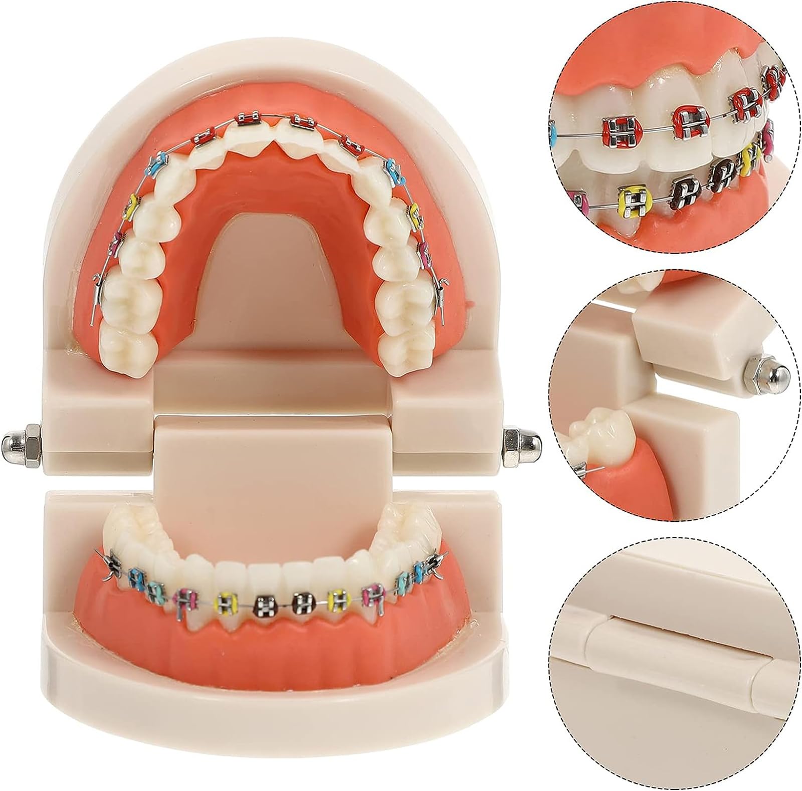 Modello dimostrativo ortodontico Dentale con Attacco Metallico Standard per Il Trattamento dei Denti, Modello di insegnamento, Studio e spiegazione