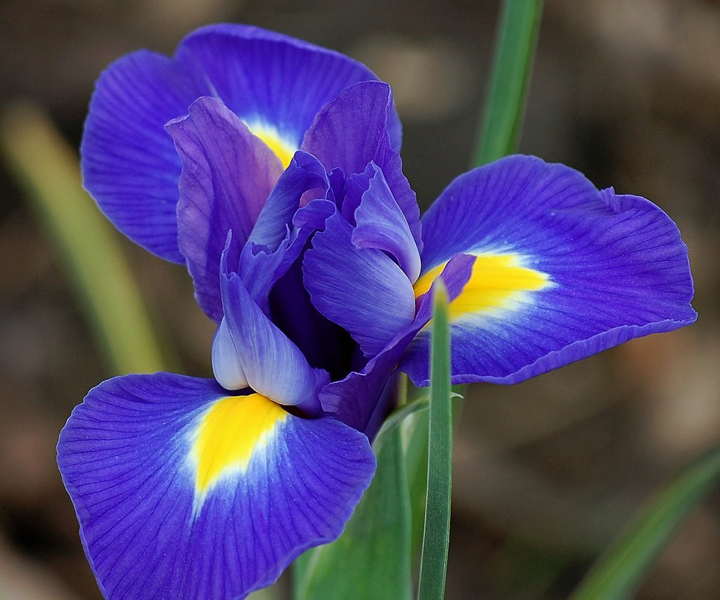 20 IRIS HOLLANDICA - Blue Magic - Dutch IRIS Bulbs - Perennial Flower Bulbs for Border Patio Rockery Garden