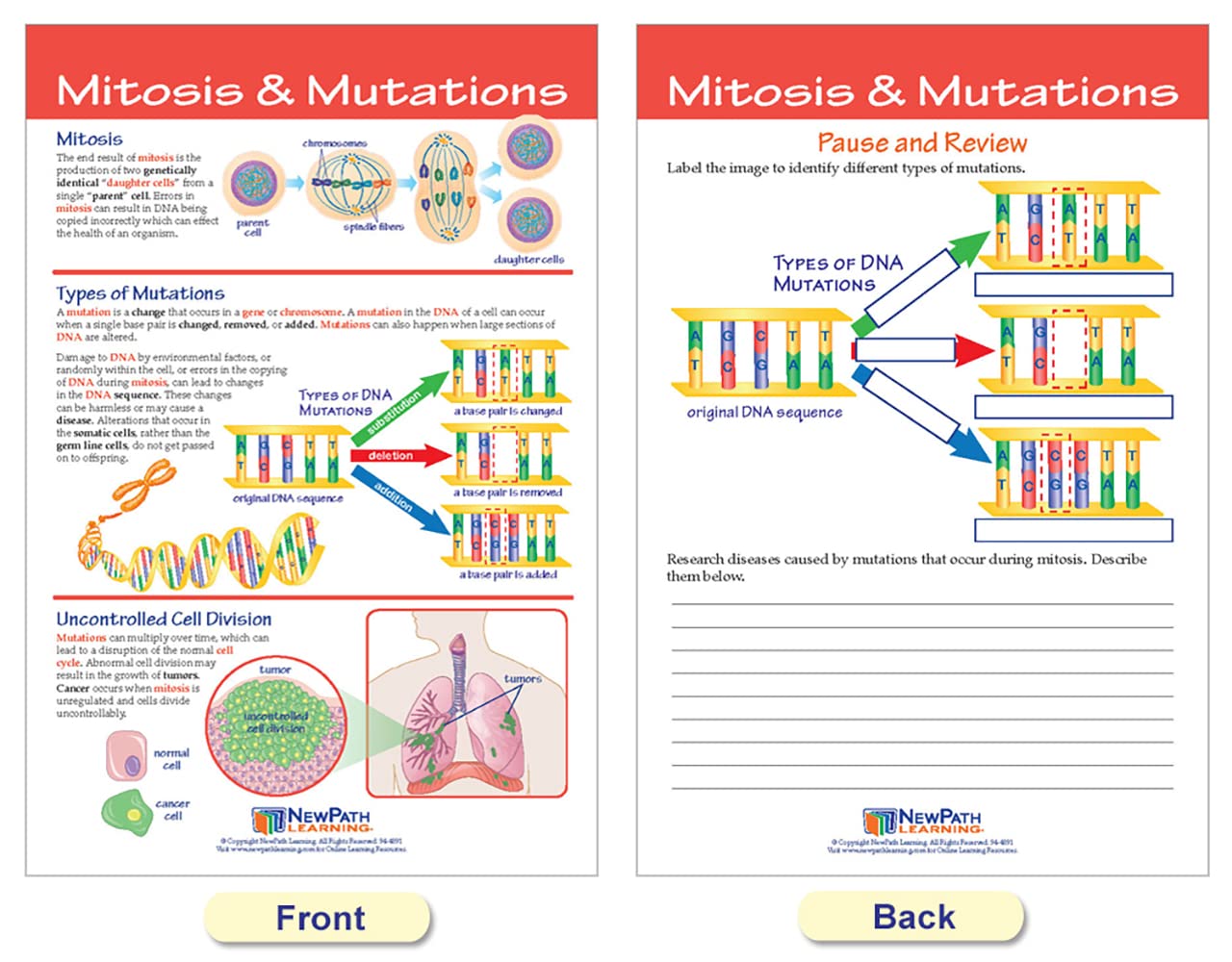 NewPath Learning Mitosis Bulletin Board Chart Set (Pack of 5) (94-7014)