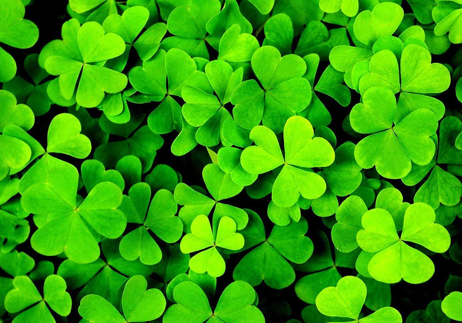 1500 Clover Seeds Irish/Trois Sheets/Shamrock Trifolium Dubium