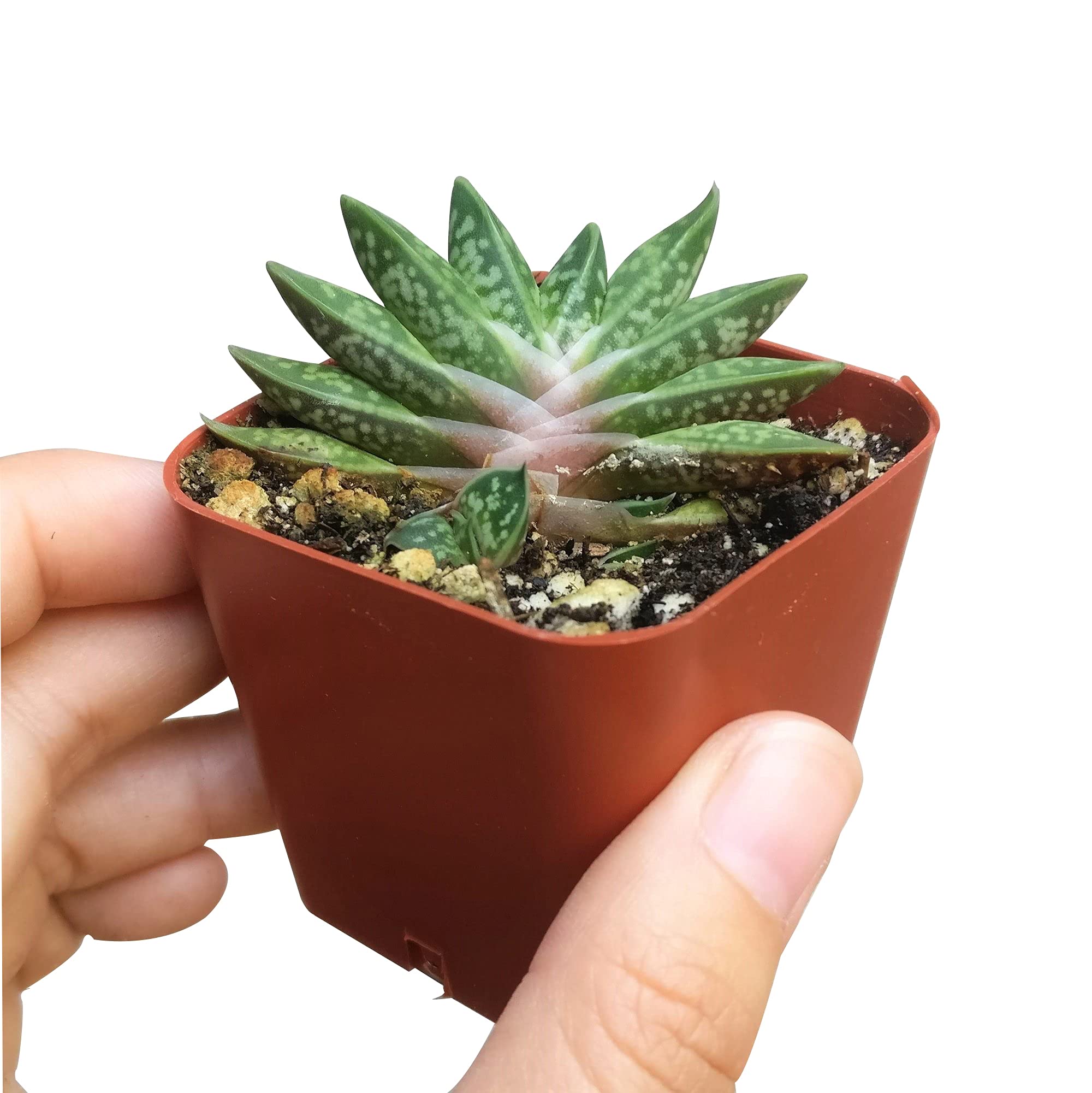 fred ives succulent Graptoveria Fred Ives Succulent Plant