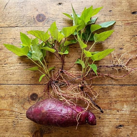 Purple Japanese Sweet Potato Slips for Planting - Grow Your Own Purple Sweet Potatos (10 Plant Slips)