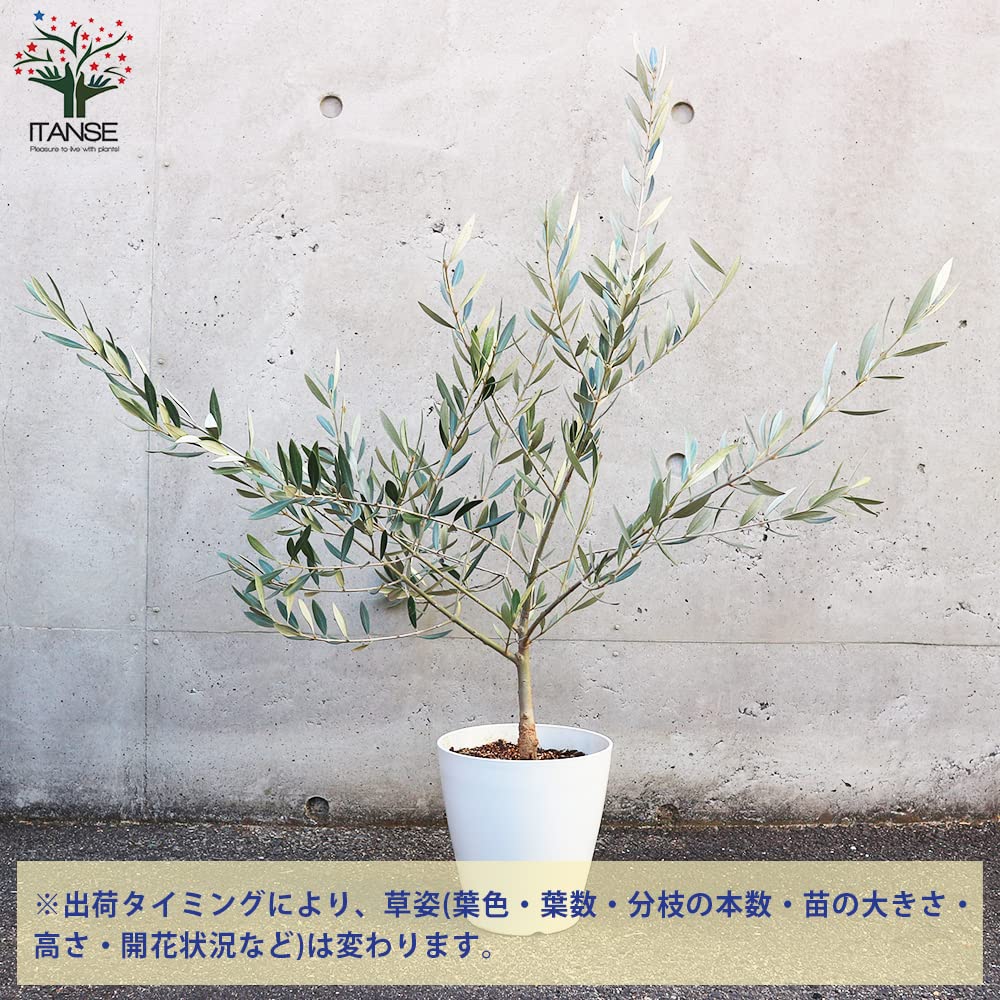 Amazon.co.jp: オリーブの苗木 品種：ホジブランコ(オヒブランカ 
