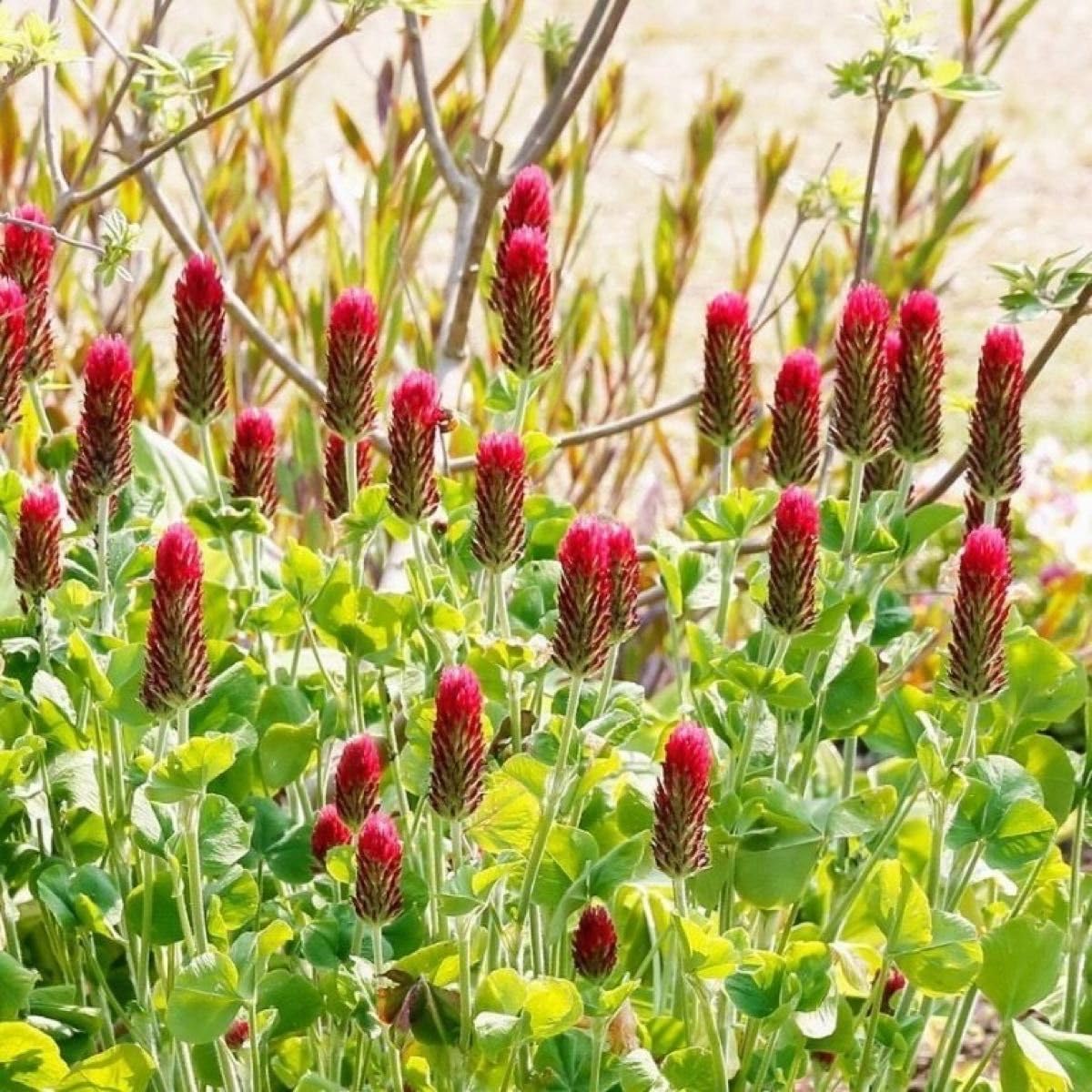 Amazon.co.jp: 花の種ストロベリーキャンドル 種子 20g！緑肥