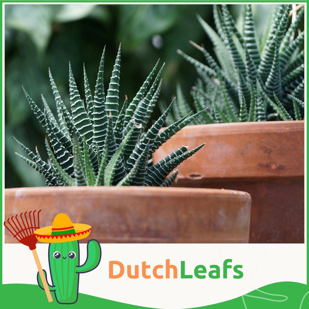 Haworthia Mix 5 Stück Verschiedene Mini-Sukkulenten - Topf 5,5 cm - Asphodeloideae Sukkulent Kleine Pflanzen Sammlung Pflegeleichte Zimmerpflanzen - Höhe 8-15 cm