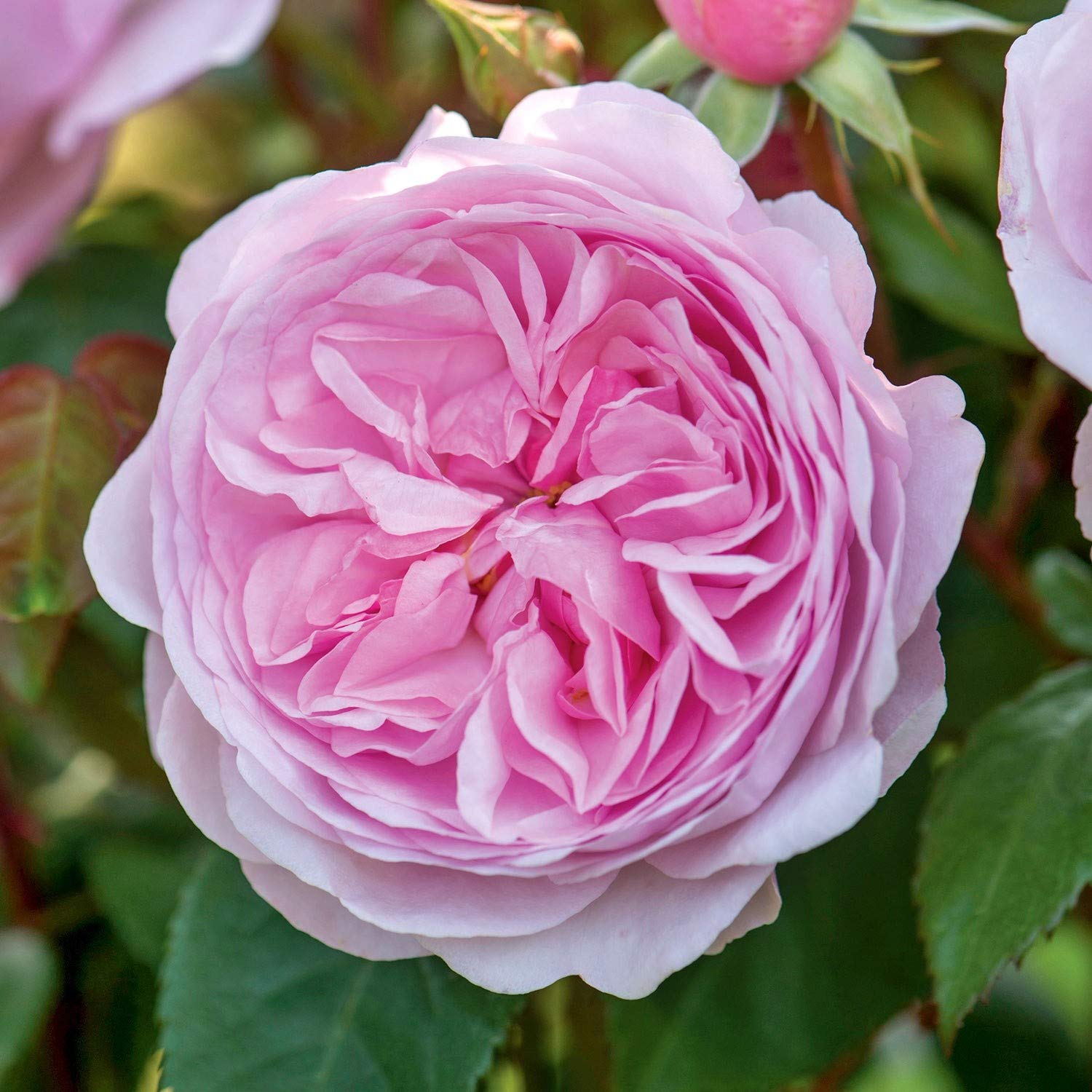 ROYAL LAND Rare Grafted English Tree Rose Plant Olivia Rose Austin Pink Color 2 Healthy Live Plant-image-46