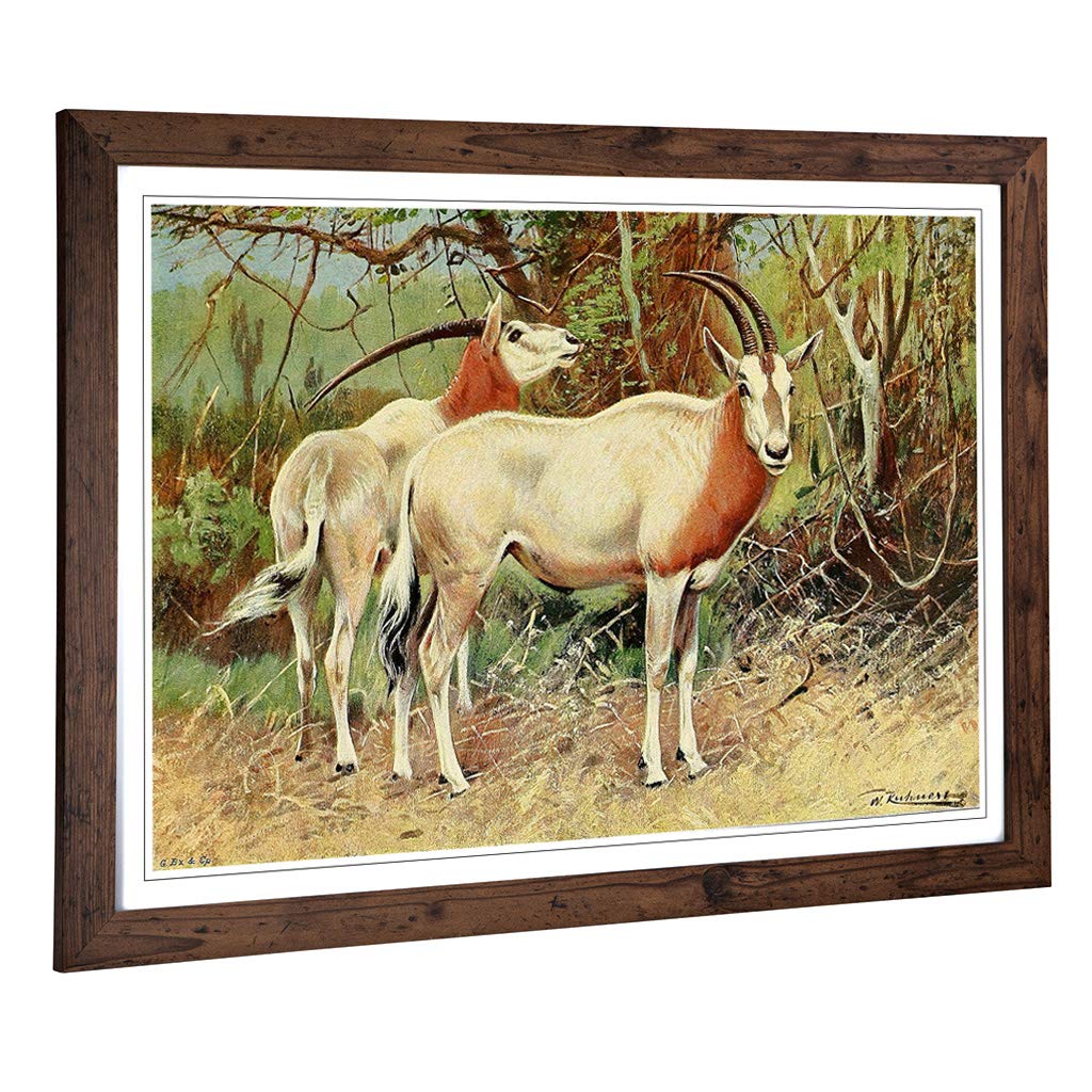 Big Box Art Framed Print of Vintage W Kuhnert Sable Antelope Design | Wall Art Picture | Home Decor for Kitchen, Living Room, Bedroom, Hallway, Walnut, A2 / 24.5x18 Inch / 62x45cm