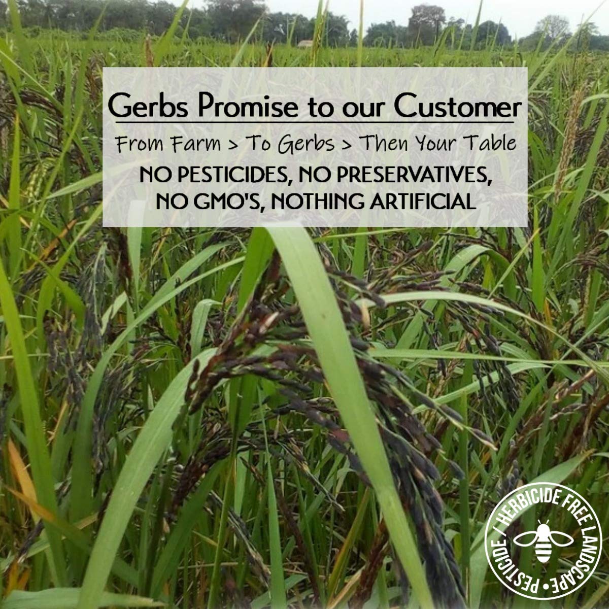 Gerbs Wild Black Rice 4 lbs. | No Artificial Additives, Resealable Bag | Naturally Nutty & Chewy | Top 14 Allergen-Free