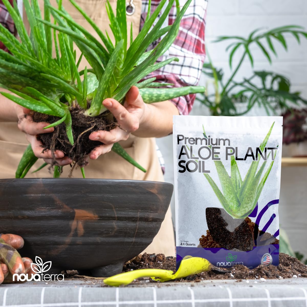Amazon.com : Potting Soil for Aloe Vera Plants Indoor Aloe Vera Plant  Cactus Soil Potting Mix Aloe Vera Potting Mix Indoor Potted Aloe Plants  Live Succulents Cactus Live Plants 2.4 Qts :