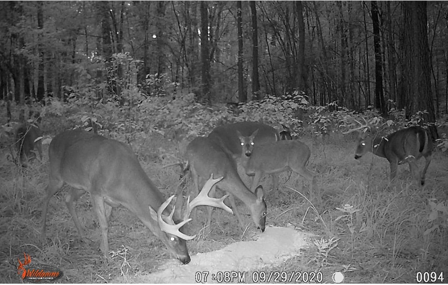 WILDGAME Innovations Pile Driv'R Deer Attractant | High-Volume Long-Lasting Intense Aroma Deer Feed Supplement for Game Tracking & Hunting