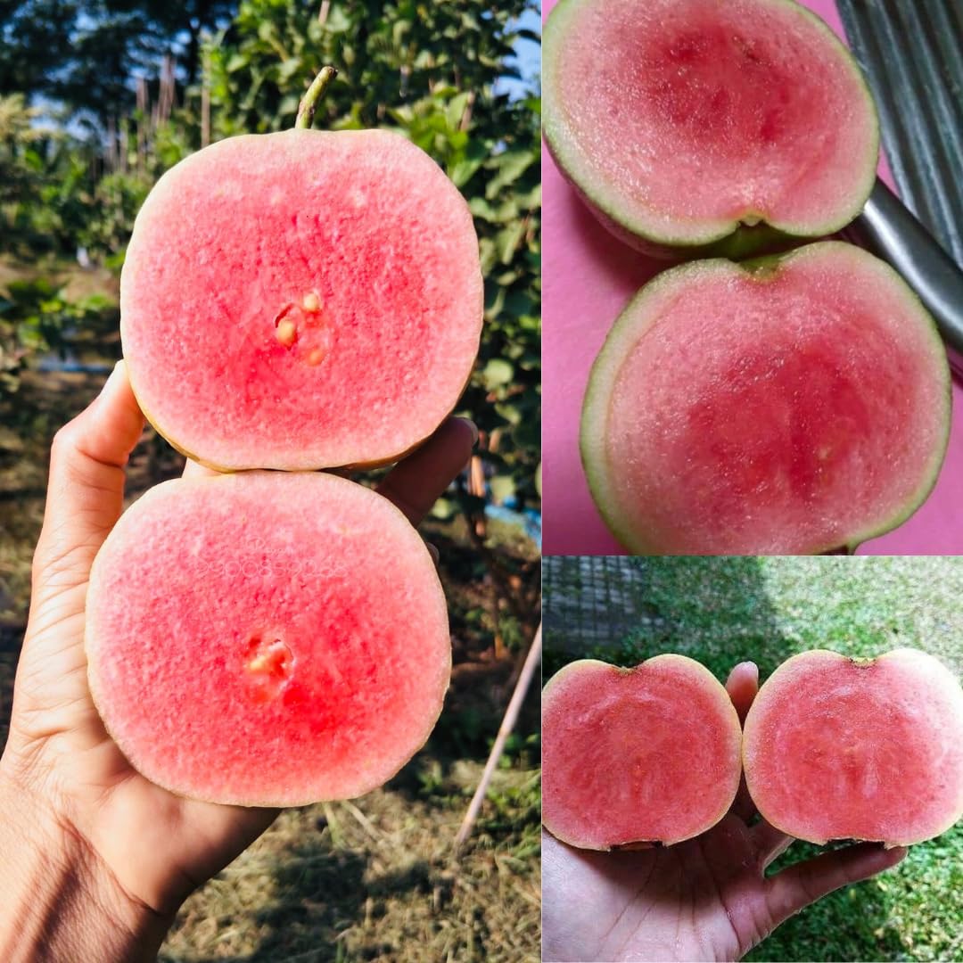 Nursery Live Rare Guava Fruit Plant (Japanese Red Diamond, Hybrid) Exotic 1 Live Fruit Plant (B09HZ62WRN) Amazon Price History, Amazon Price Tracker