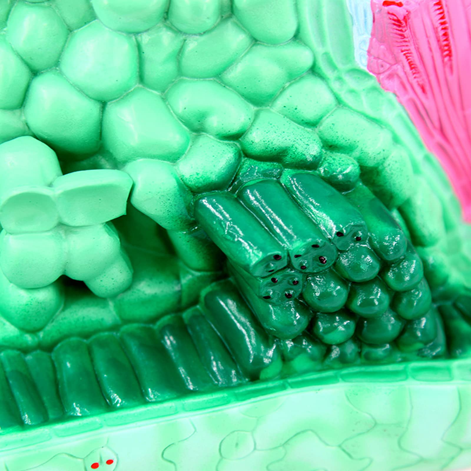 Modello di Struttura fogliare Modello anatomico di pianta, Materiale in PVC utilizzato per Il Modello didattico di Attrezzature per esperimenti biologici Sussidi didattici per Studenti