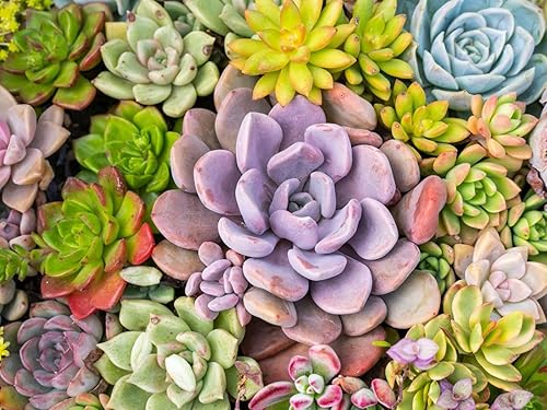 Miniatura 2 de seedcaps Semillas suculentas para plantar en interiores  Semillas raras de mezcla de suculentas y cactus plantas suculentas a granel de 300 semillas