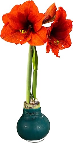 Waxed Amaryllis Bulb – Green Wax with Red Blooms – Live Holiday Gift Plant, Easy Care, No Watering Needed 2-Verde
