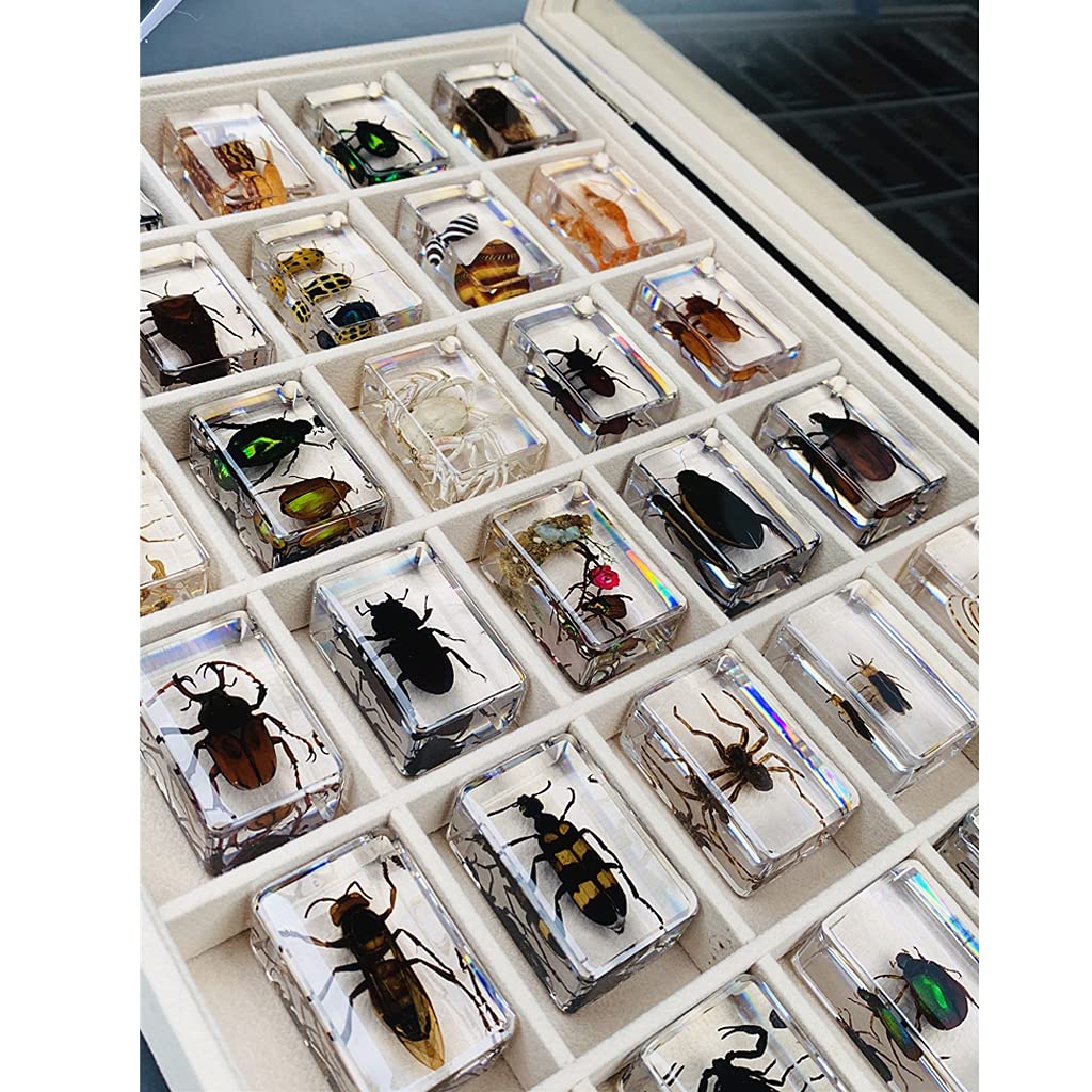 Specie di Insetti Campione Resina Set,Insetti in Resina,Giocattoli Animali Esemplare Fermacarte Collezione Bambino,Regalo di Compleanno,Giochi investigativi,Arredamento per la casa
