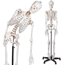 breesky 70.8 Inches Flexible Human Skeleton Model for Anatomy - Life Size Medical Human Skeleton Model with Nervous System with Rolling Stand for Medical Study and Display 3 Posters