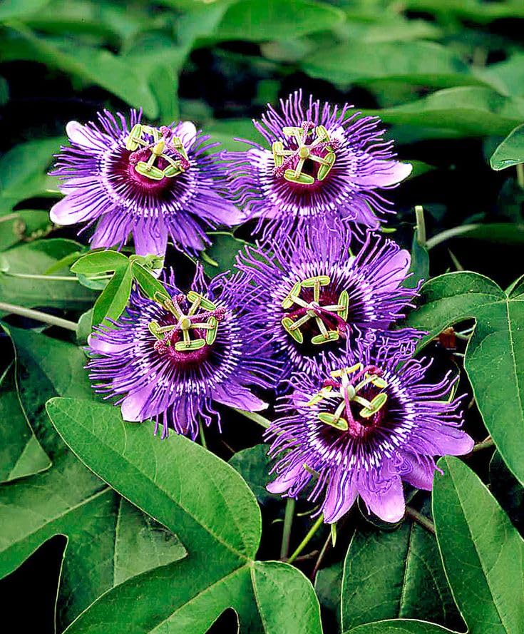 Passion Flower/Krishna Kamal Flowering Plant For Home Gardening (Hybrid, Pack Of 1) Plant Size: 1.5-3.5 Ft, Beautiful Blue Passion Flower Suitable For Indoor & Outdoor,Plant Age: 1.5 Years (B0CQJRD6KR) Amazon Price History, Amazon Price Tracker