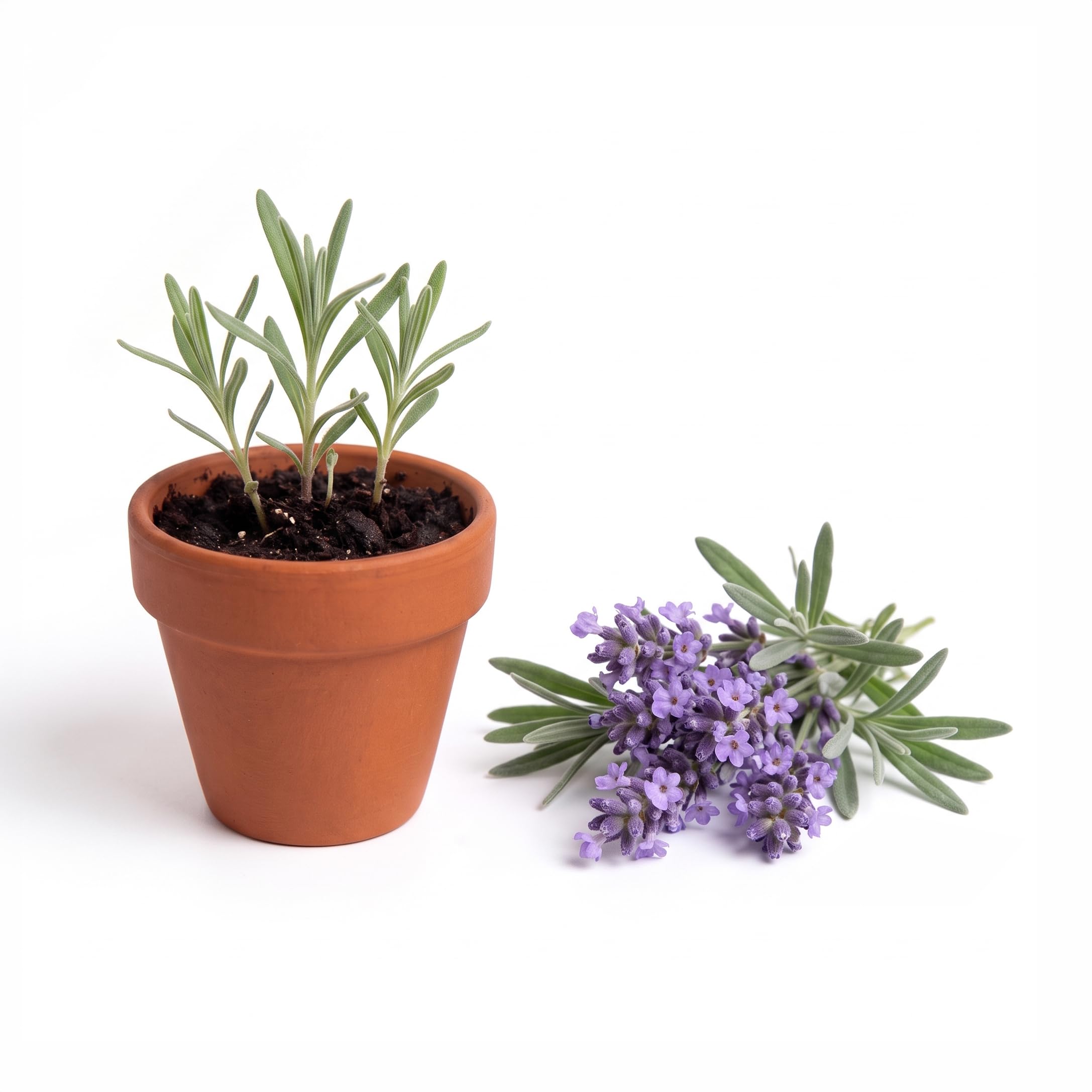 Amazon.com : BUZZY Seeds Lavender Grow Kit 20-Pack, Mini