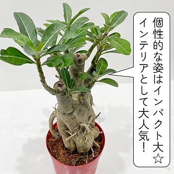 【大株】【実生株】アデニウム・アラビカム　砂漠の薔薇 Amazon｜アデニウム アラビカム 砂漠のバラ 天空のバラ 太い幹