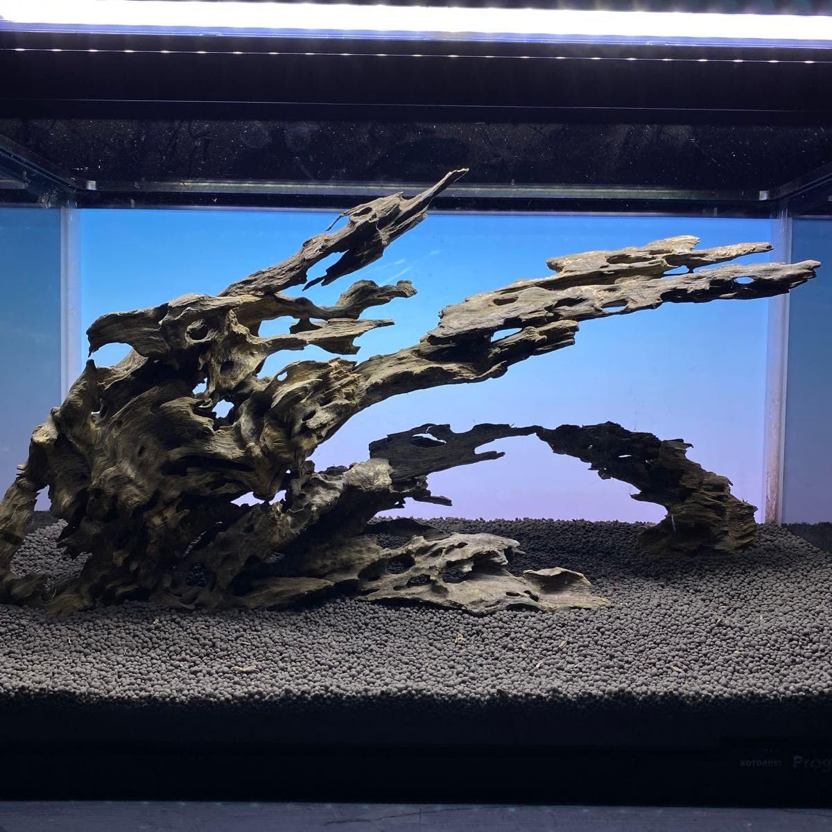 ユーフォルビア オベサ オス メス セット 鉢ごと ユーフォルビア