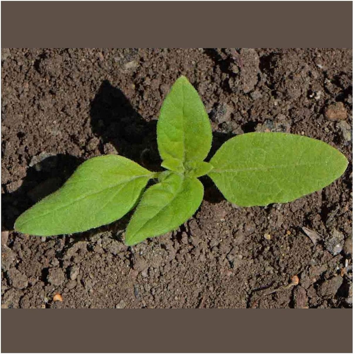 Everwilde Farms - 1 Lb Dwarf Sungold Sunflower Wildflower Seeds - Gold Vault