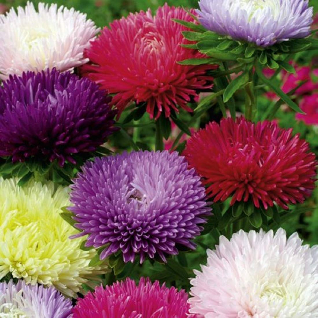 See full amazon price history chart for Golden Hills Farm® (AVG 200-3000) seeds Aster Flower Seeds Dwarf Double Flower seeds Golden Hills Farm® (AVG 200-3000) seeds Aster Flower Seeds Dwarf Double Flower seeds (B093QHH1K2) Amazon Price History, Amazon Price Tracker