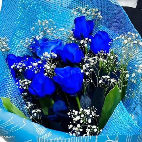 u[[Y o PO{̉ԑ KN ԑ Fn  o  u[[Y o[Xf[t[ av[g   j   j t[ Mtg a ԏj (ʏz)