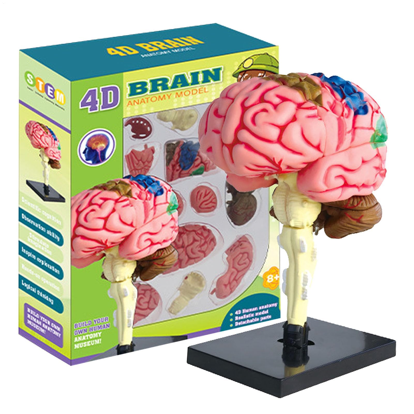 Xiaoxu Human Brain Model - Color-Coded Artery Brain