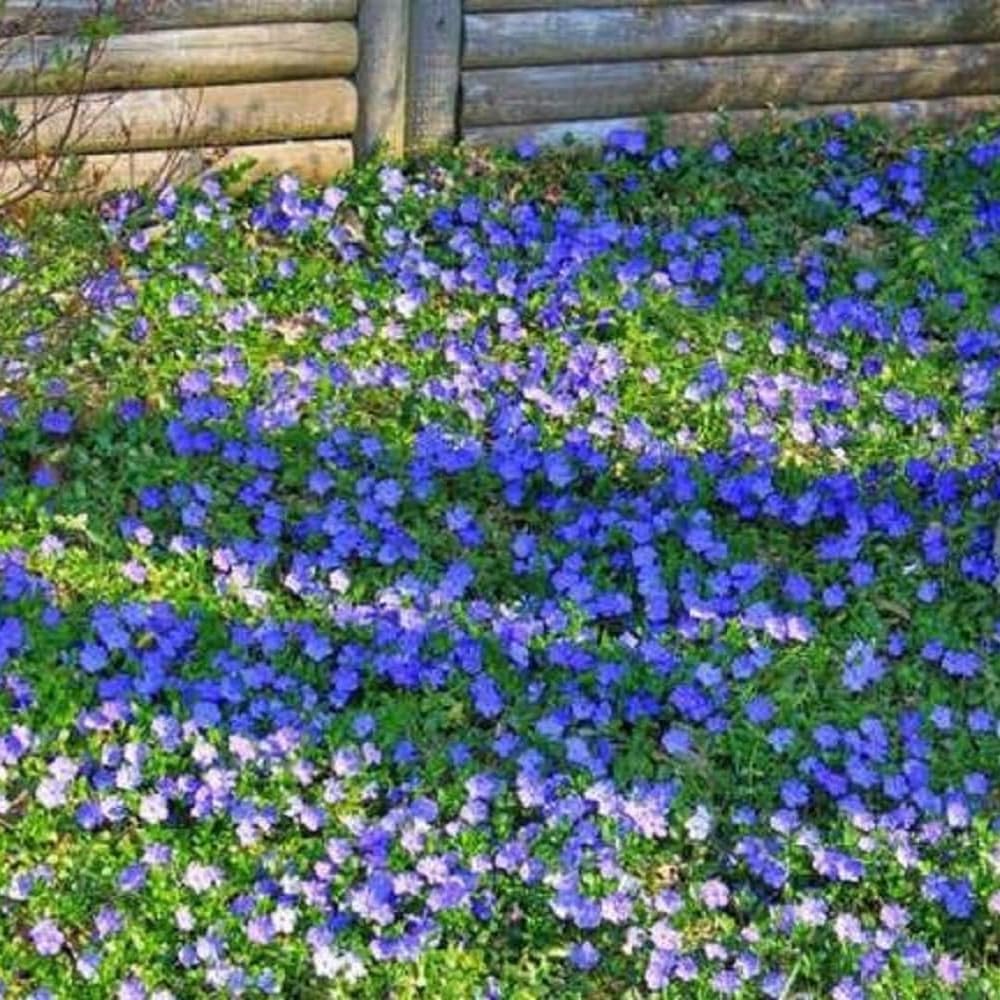 Pack 36 Periwinkle Vinca Plants Live, Creeping Vinca Minor Vine Ground Cover for Planting Outdoors, from 5 Inc Tall Well Plugs