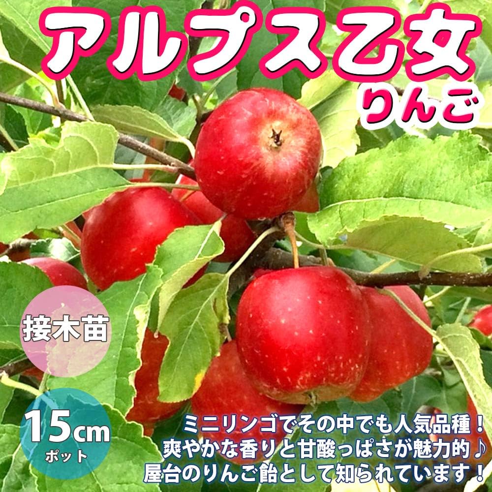 antique ドイツの果実学 リンゴ 植物画 豪華目額装 ドイツの果実