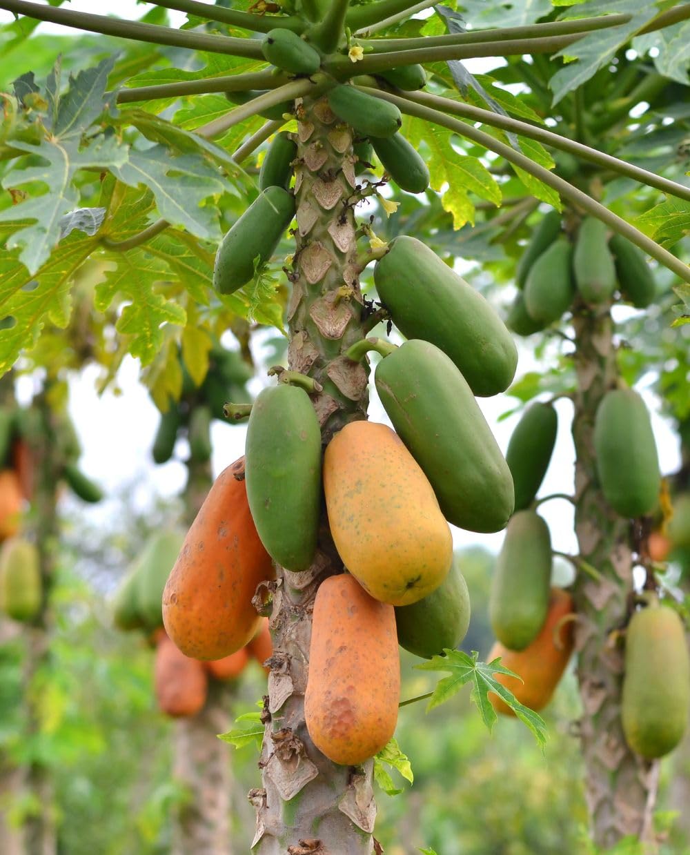 Planta de PAPAYA Formosa 'Carica Papaya' - en maceta Ø 14 cm - h. 30/40 cm