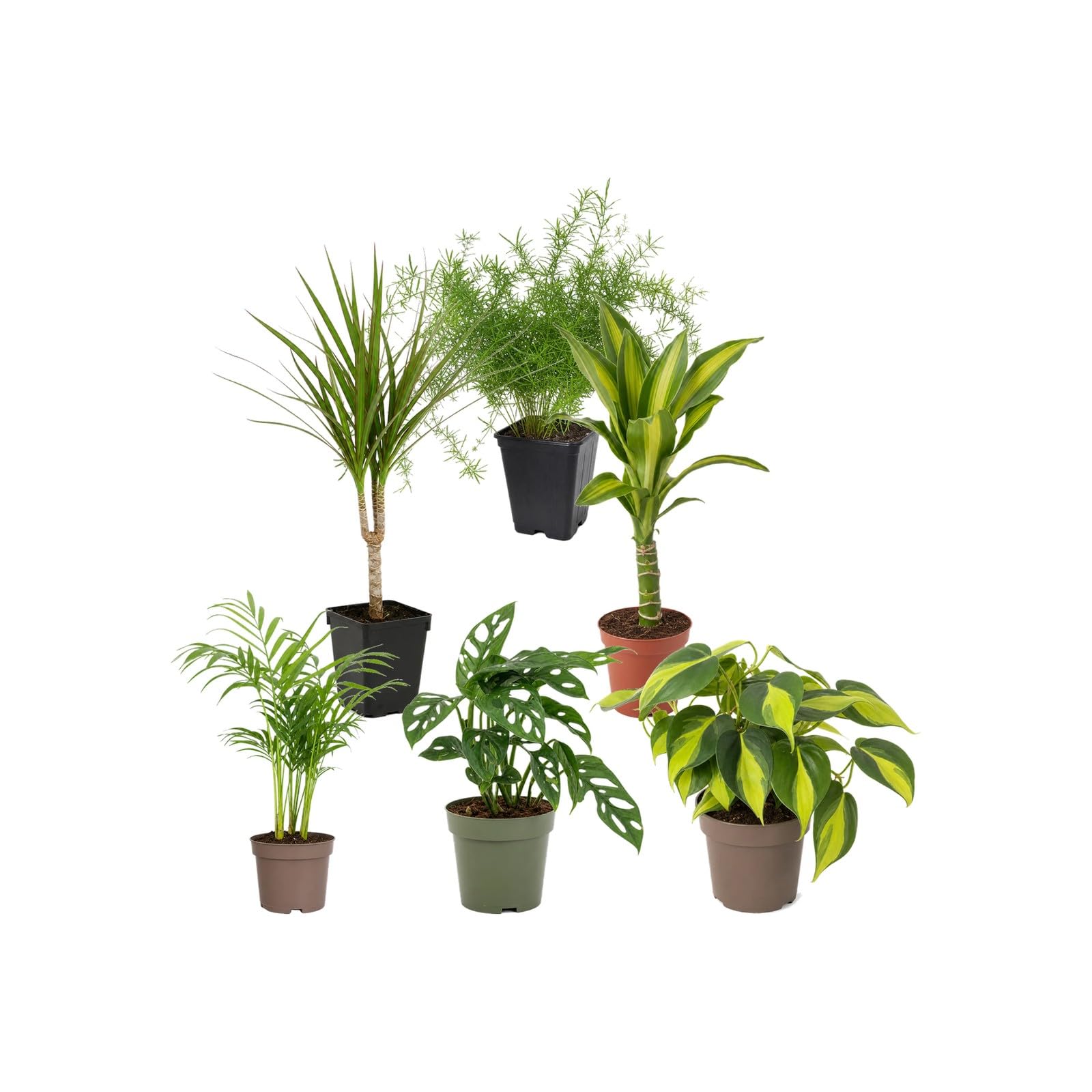 DECOALIVE Pack 6 Plantas Naturales: Exposición Botánica Interior