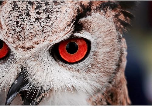 Miniatura 29 de wall26 - Coche rojo vintage en la calle - Mural de pared extraíble | Papel tapiz autoadhesivo grande - 66x96 pulgadas obra de arte 22,obra de arte