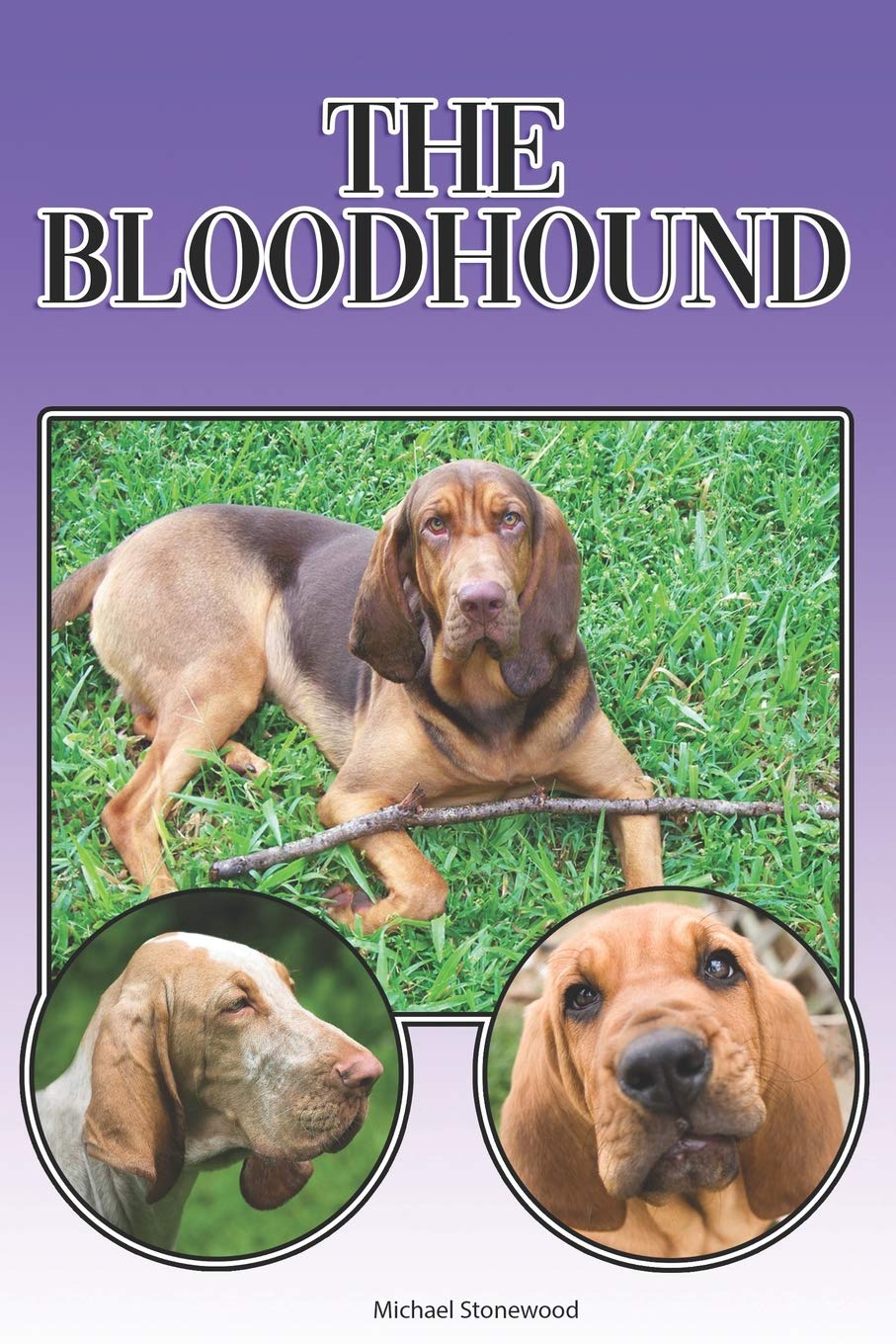 The Bloodhound A Complete And Comprehensive Beginners Guide To